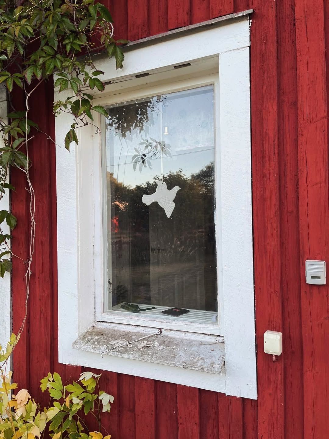 Biały gołąb w oknie czerwonego drewnianego domu w Smalandii